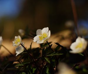 Preview wallpaper flowers, plants, petals, leaves, blur
