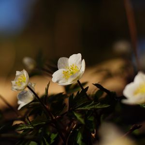 Preview wallpaper flowers, plants, petals, leaves, blur