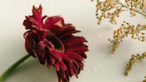 Preview wallpaper flowers, plants, red, white, brown