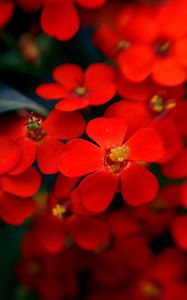 Preview wallpaper flowers, plants, red, close-up