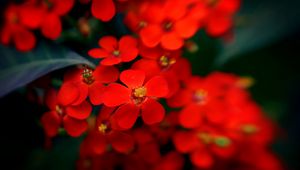 Preview wallpaper flowers, plants, red, close-up