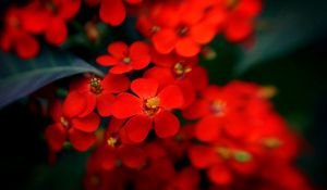 Preview wallpaper flowers, plants, red, close-up