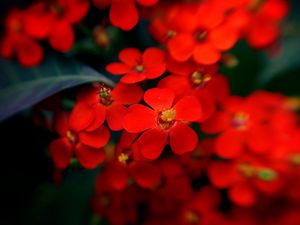 Preview wallpaper flowers, plants, red, close-up