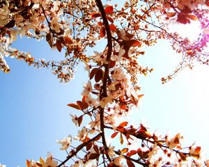 Preview wallpaper flowers, plants, sky, flower, tree, spring