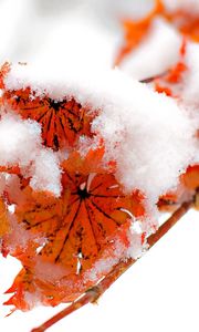 Preview wallpaper flowers, plants, snow, orange, bright