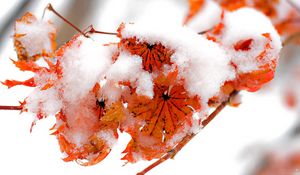 Preview wallpaper flowers, plants, snow, orange, bright