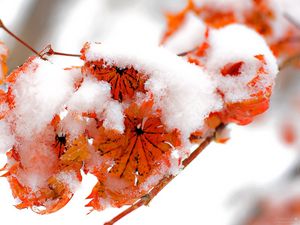 Preview wallpaper flowers, plants, snow, orange, bright