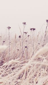 Preview wallpaper flowers, plants, stems, field, grass, nature