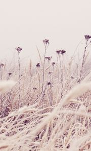 Preview wallpaper flowers, plants, stems, field, grass, nature