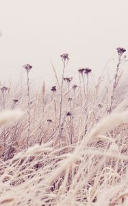 Preview wallpaper flowers, plants, stems, field, grass, nature