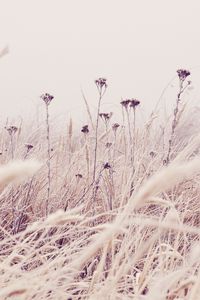 Preview wallpaper flowers, plants, stems, field, grass, nature