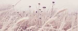 Preview wallpaper flowers, plants, stems, field, grass, nature