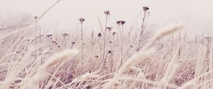 Preview wallpaper flowers, plants, stems, field, grass, nature