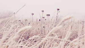 Preview wallpaper flowers, plants, stems, field, grass, nature