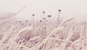 Preview wallpaper flowers, plants, stems, field, grass, nature