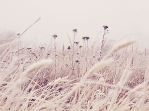 Preview wallpaper flowers, plants, stems, field, grass, nature