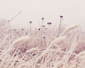 Preview wallpaper flowers, plants, stems, field, grass, nature