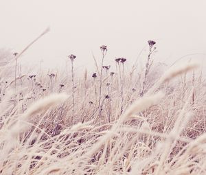 Preview wallpaper flowers, plants, stems, field, grass, nature