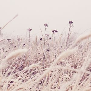 Preview wallpaper flowers, plants, stems, field, grass, nature