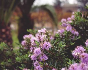 Preview wallpaper flowers, plants, thorns, purple