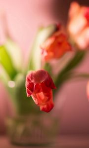 Preview wallpaper flowers, plants, tulip