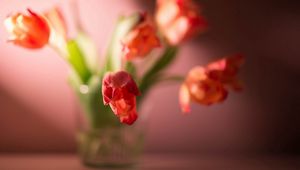 Preview wallpaper flowers, plants, tulip