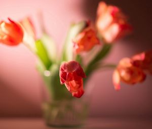 Preview wallpaper flowers, plants, tulip