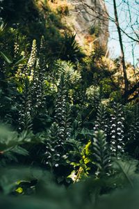 Preview wallpaper flowers, plants, wild, vegetation, nature