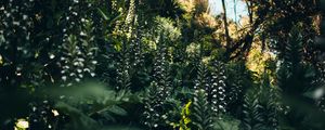 Preview wallpaper flowers, plants, wild, vegetation, nature