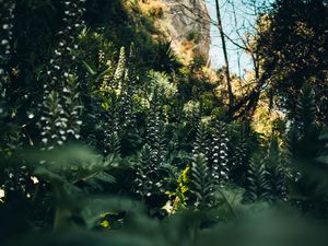 Preview wallpaper flowers, plants, wild, vegetation, nature