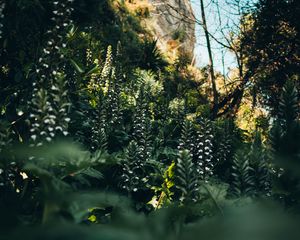 Preview wallpaper flowers, plants, wild, vegetation, nature
