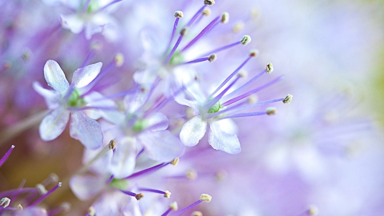 Wallpaper flowers, pollen, blur, purple, macro