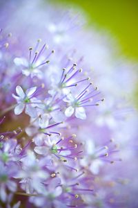 Preview wallpaper flowers, pollen, blur, purple, macro