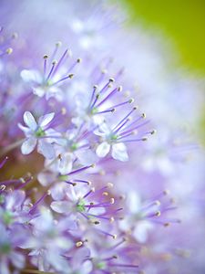 Preview wallpaper flowers, pollen, blur, purple, macro