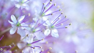 Preview wallpaper flowers, pollen, blur, purple, macro