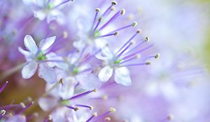 Preview wallpaper flowers, pollen, blur, purple, macro