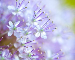 Preview wallpaper flowers, pollen, blur, purple, macro