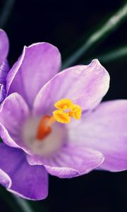 Preview wallpaper flowers, pollen, close-up, purple