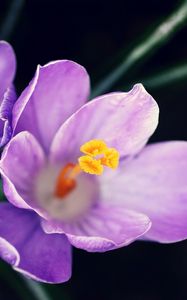 Preview wallpaper flowers, pollen, close-up, purple