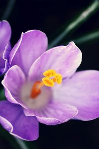 Preview wallpaper flowers, pollen, close-up, purple