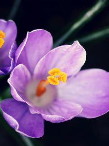 Preview wallpaper flowers, pollen, close-up, purple