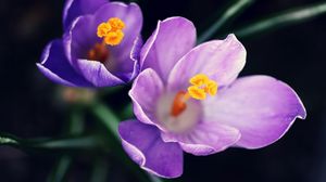 Preview wallpaper flowers, pollen, close-up, purple