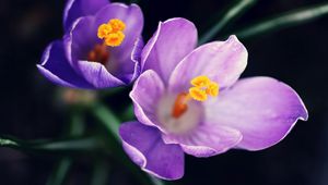 Preview wallpaper flowers, pollen, close-up, purple