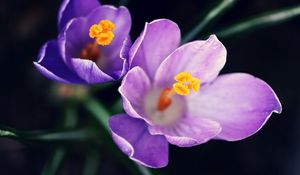 Preview wallpaper flowers, pollen, close-up, purple