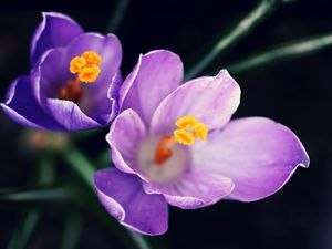 Preview wallpaper flowers, pollen, close-up, purple