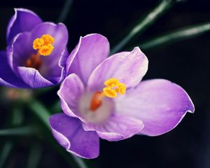 Preview wallpaper flowers, pollen, close-up, purple