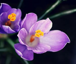 Preview wallpaper flowers, pollen, close-up, purple