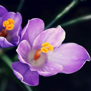 Preview wallpaper flowers, pollen, close-up, purple