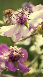 Preview wallpaper flowers, pollen, dry petals