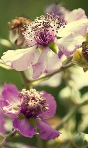 Preview wallpaper flowers, pollen, dry petals